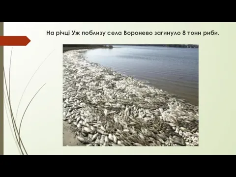 На річці Уж поблизу села Воронево загинуло 8 тонн риби.