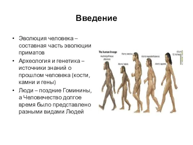 Введение Эволюция человека – составная часть эволюции приматов Археология и генетика