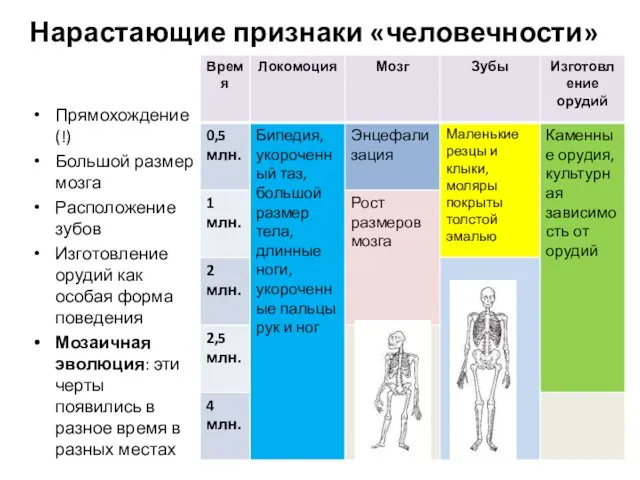 Нарастающие признаки «человечности» гоминид Прямохождение (!) Большой размер мозга Расположение зубов