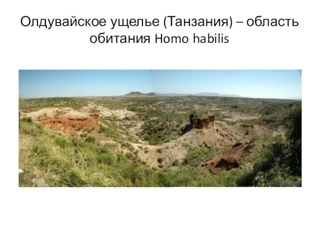 Олдувайское ущелье (Танзания) – область обитания Homo habilis