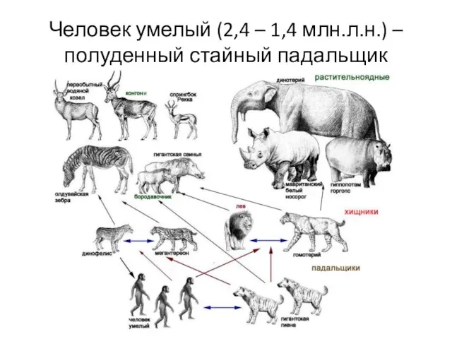 Человек умелый (2,4 – 1,4 млн.л.н.) – полуденный стайный падальщик