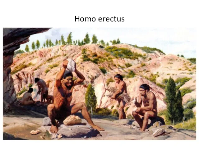 Homo erectus