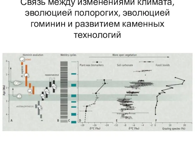 Связь между изменениями климата, эволюцией полорогих, эволюцией гоминин и развитием каменных технологий