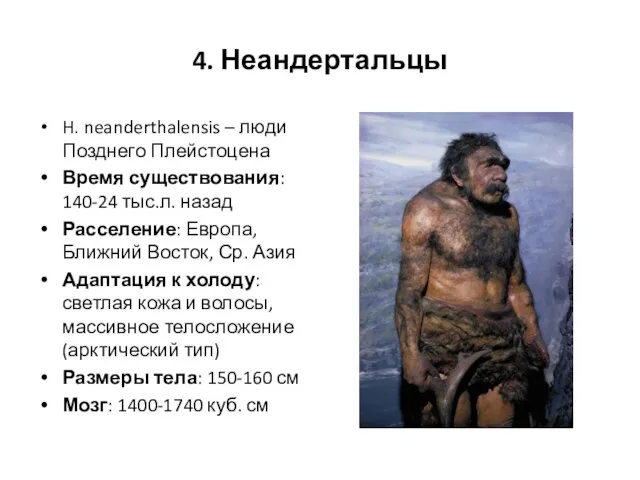 4. Неандертальцы H. neanderthalensis – люди Позднего Плейстоцена Время существования: 140-24