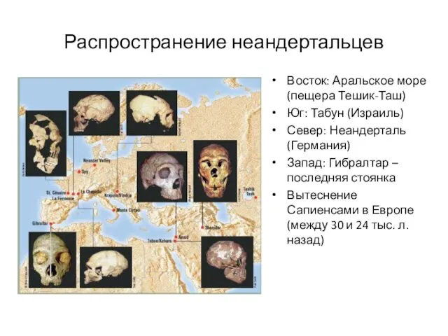 Распространение неандертальцев Восток: Аральское море (пещера Тешик-Таш) Юг: Табун (Израиль) Север: