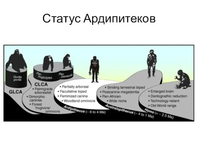 Статус Ардипитеков