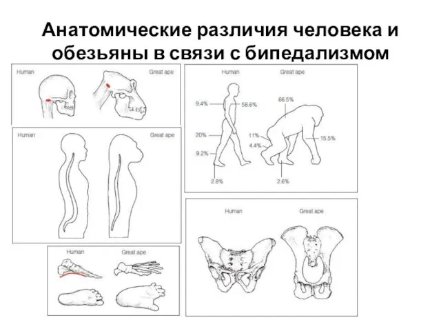 Анатомические различия человека и обезьяны в связи с бипедализмом