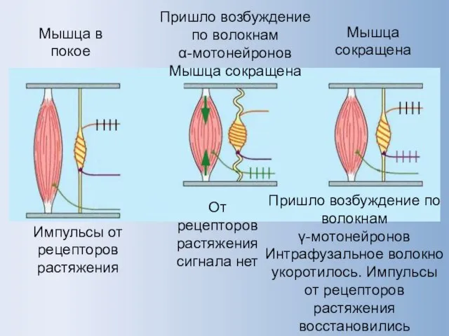 Мышца в покое Импульсы от рецепторов растяжения Пришло возбуждение по волокнам