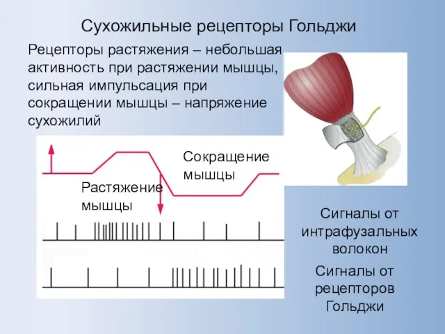 Сухожильные рецепторы Гольджи Растяжение мышцы Сокращение мышцы Сигналы от интрафузальных волокон