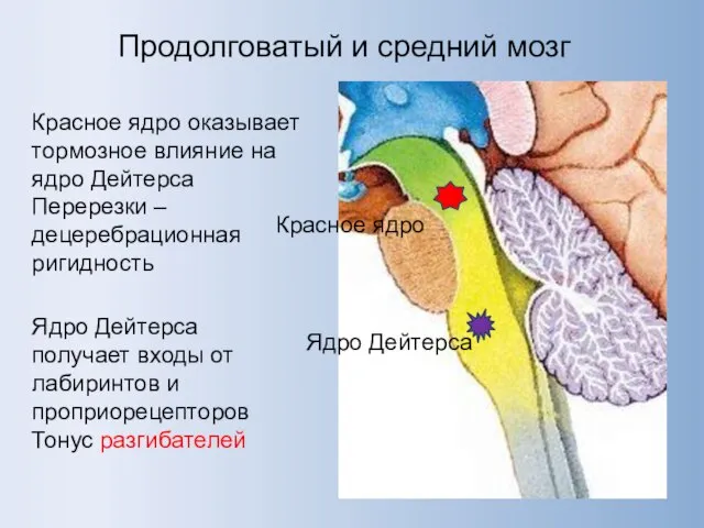 Продолговатый и средний мозг Красное ядро Ядро Дейтерса Ядро Дейтерса получает