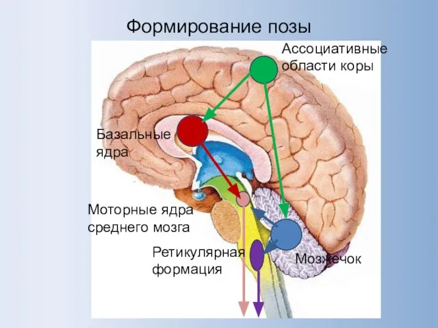 Формирование позы Ассоциативные области коры Базальные ядра Мозжечок Ретикулярная формация Моторные ядра среднего мозга