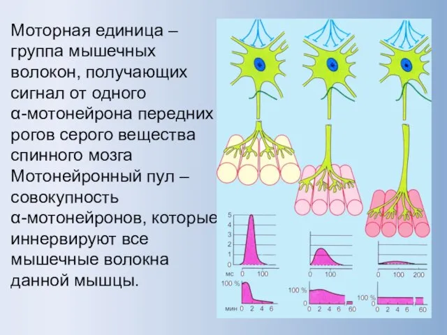 Моторная единица – группа мышечных волокон, получающих сигнал от одного α-мотонейрона