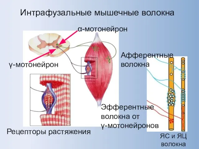 Интрафузальные мышечные волокна γ-мотонейрон α-мотонейрон Афферентные волокна Эфферентные волокна от γ-мотонейронов