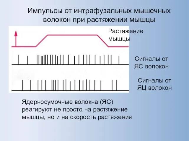 Растяжение мышцы Сигналы от ЯС волокон Импульсы от интрафузальных мышечных волокон