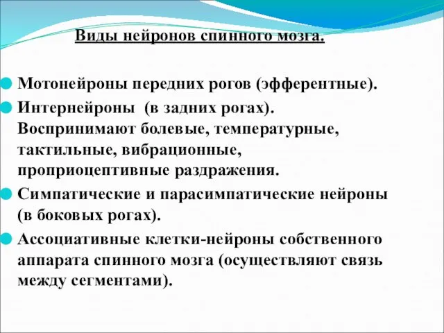 Виды нейронов спинного мозга. Мотонейроны передних рогов (эфферентные). Интернейроны (в задних