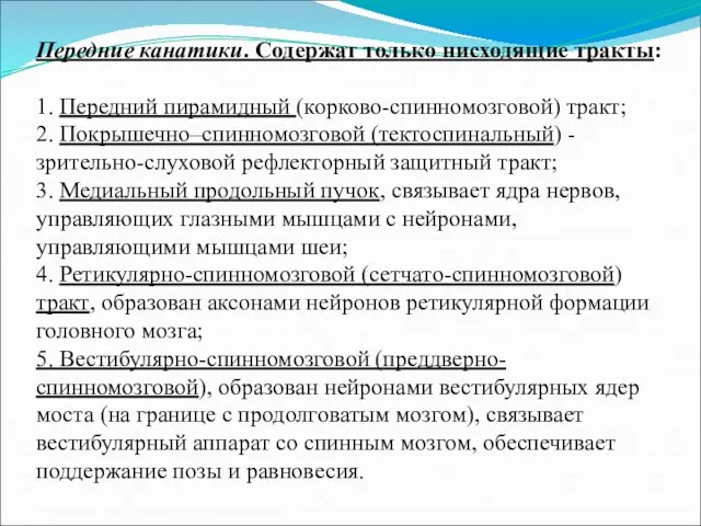 Передние канатики. Содержат только нисходящие тракты: 1. Передний пирамидный (корково-спинномозговой) тракт;