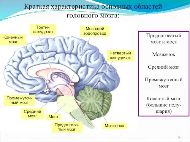 Краткая характеристика основных областей головного мозга: Конечный мозг Третий желудочек Мозговой