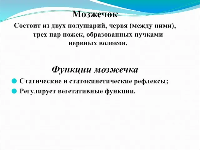 Мозжечок Состоит из двух полушарий, червя (между ними), трех пар ножек,