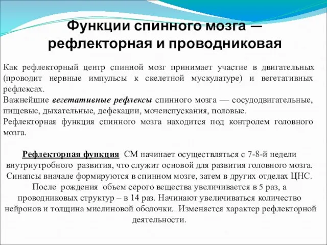 Функции спинного мозга — рефлекторная и проводниковая Как рефлекторный центр спинной