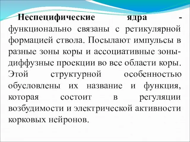 Неспецифические ядра - функционально связаны с ретикулярной формацией ствола. Посылают импульсы