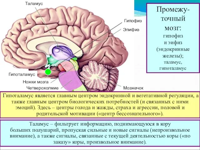 Таламус Гипоталамус Ножки мозга Четверохолмие Мост Продолговатый мозг Мозжечок Эпифиз Таламус