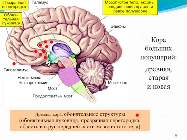 Таламус Гипоталамус Ножки мозга Четверохолмие Мост Продолговатый мозг Мозжечок Эпифиз Кора