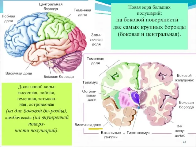 Новая кора больших полушарий: на боковой поверхности – две самых крупных