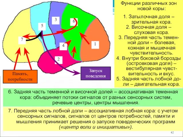 Функции различных зон новой коры: 1. Затылочная доля – зрительная кора.