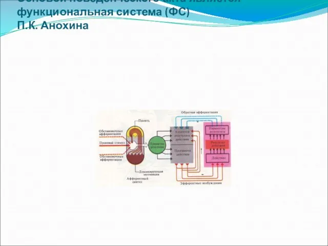 Основой поведенческого акта является функциональная система (ФС) П.К. Анохина