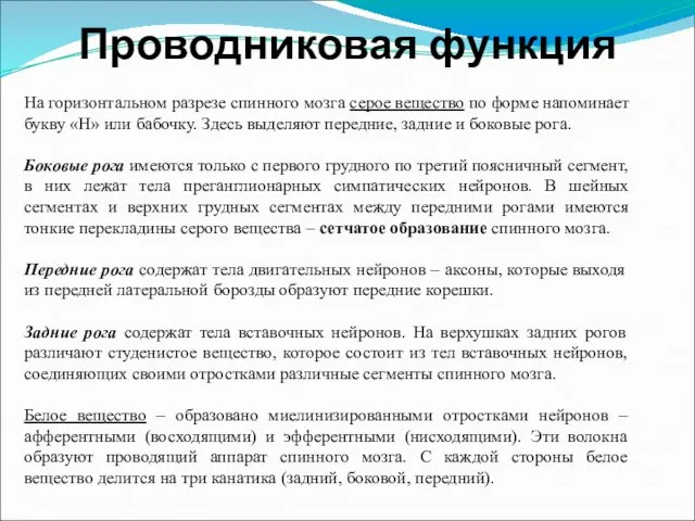 Проводниковая функция На горизонтальном разрезе спинного мозга серое вещество по форме