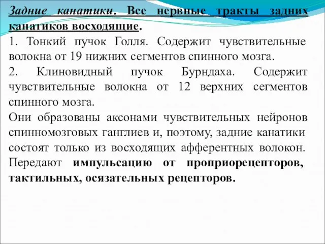 Задние канатики. Все нервные тракты задних канатиков восходящие. 1. Тонкий пучок