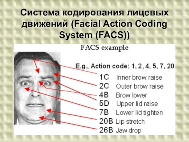 Система кодирования лицевых движений (Facial Action Coding System (FACS))