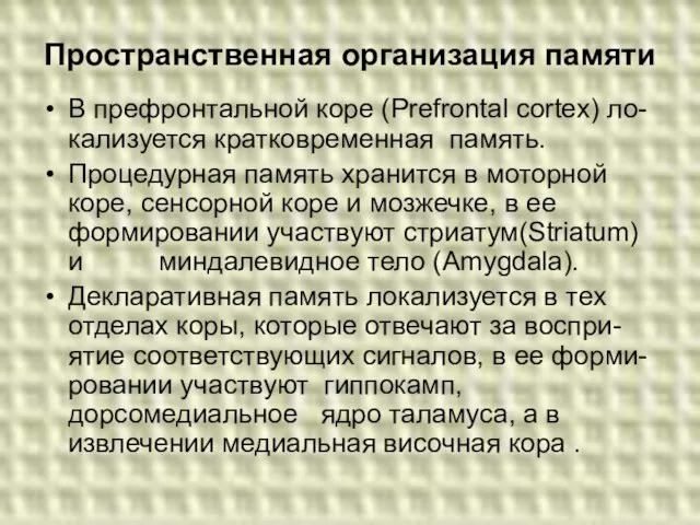 Пространственная организация памяти В префронтальной коре (Prefrontal cortex) ло-кализуется кратковременная память.