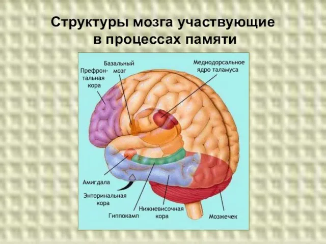 Структуры мозга участвующие в процессах памяти