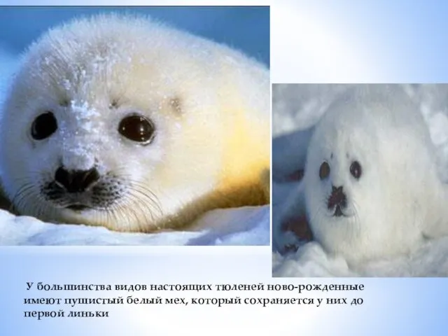 У большинства видов настоящих тюленей ново-рожденные имеют пушистый белый мех, который