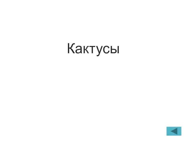 Кактусы