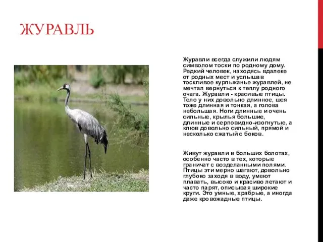 ЖУРАВЛЬ Журавли всегда служили людям символом тоски по родному дому. Редкий