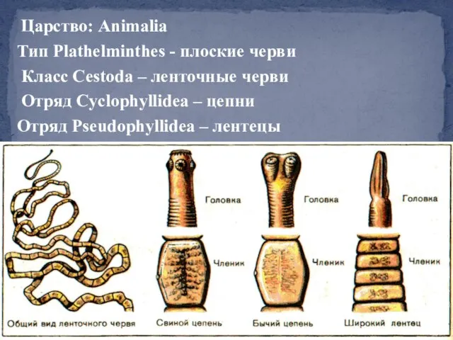 Царство: Animalia Тип Plathelminthes - плоские черви Класс Cestoda – ленточные