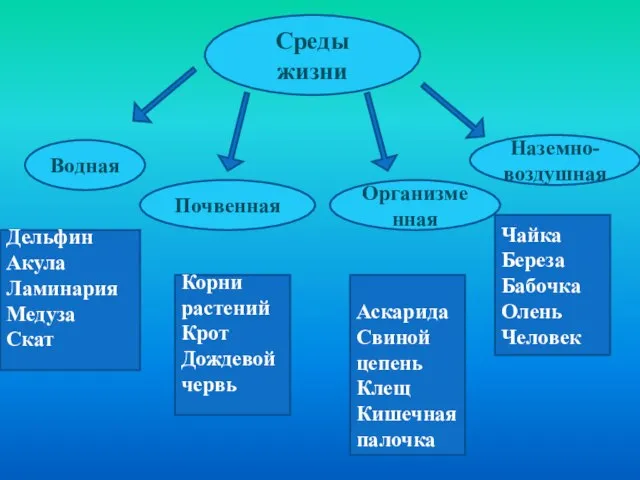 Среды жизни Водная Почвенная Наземно-воздушная Организменная Дельфин Акула Ламинария Медуза Скат