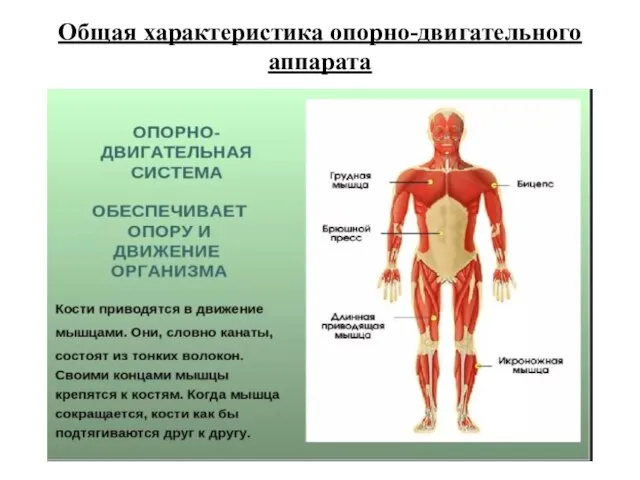 Общая характеристика опорно-двигательного аппарата