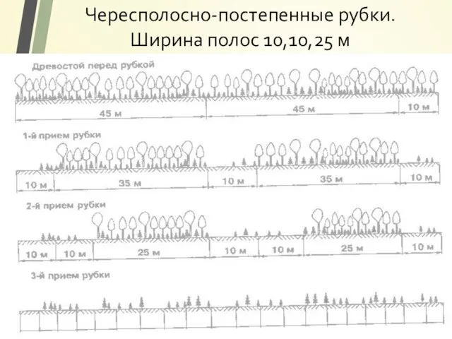 Чересполосно-постепенные рубки. Ширина полос 10,10,25 м