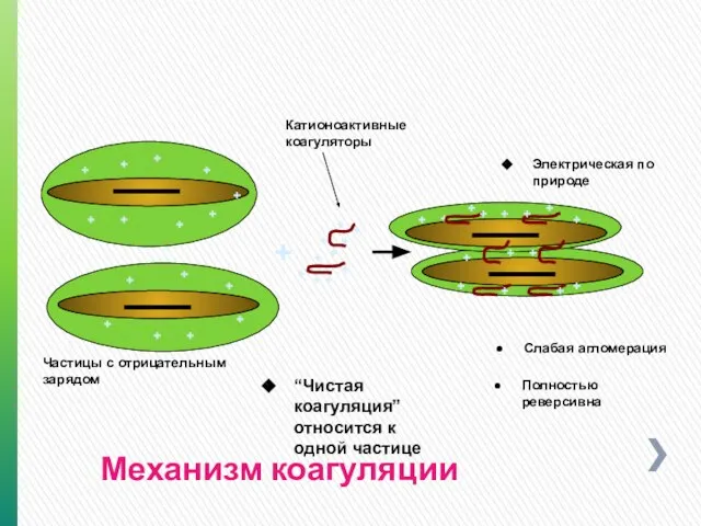 Механизм коагуляции + + + Частицы с отрицательным зарядом “Чистая коагуляция”