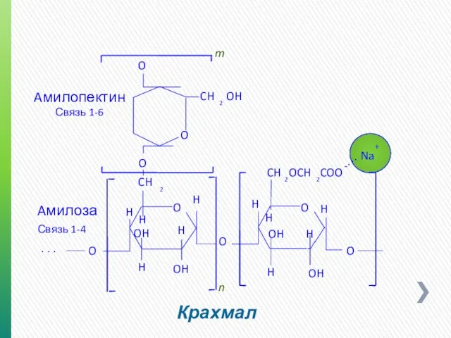 Крахмал O H H H OH OH H H O H