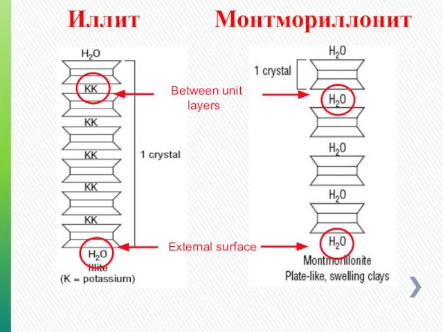 Иллит Монтмориллонит Between unit layers External surface