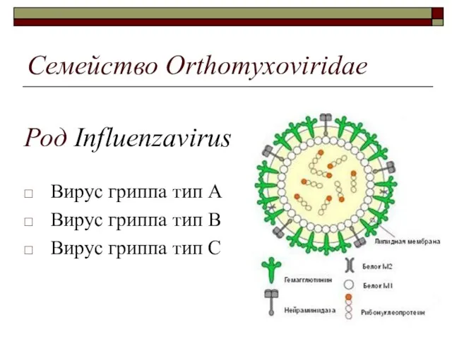 Семейство Orthomyxoviridae Вирус гриппа тип А Вирус гриппа тип В Вирус гриппа тип С Род Influenzavirus