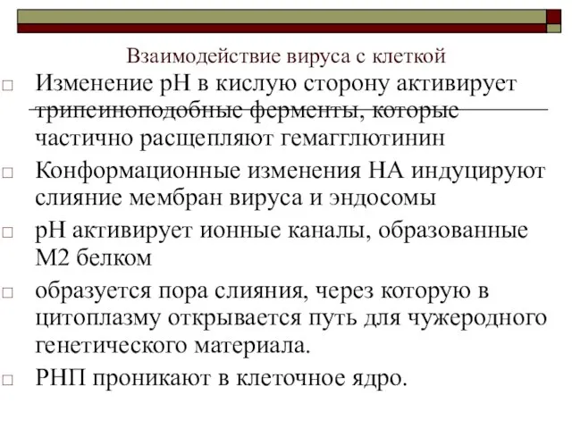 Взаимодействие вируса с клеткой Изменение рН в кислую сторону активирует трипсиноподобные