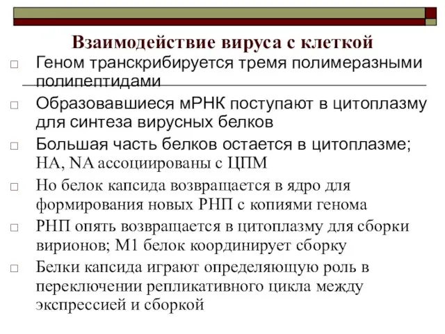 Взаимодействие вируса с клеткой Геном транскрибируется тремя полимеразными полипептидами Образовавшиеся мРНК