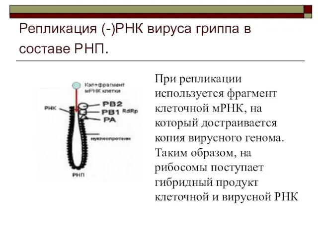 Репликация (-)РНК вируса гриппа в составе РНП. При репликации используется фрагмент