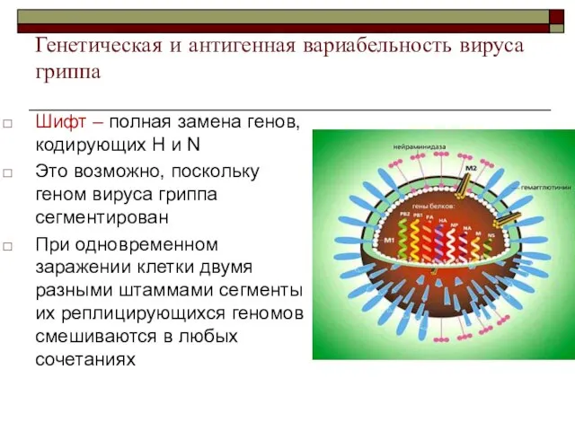 Шифт – полная замена генов, кодирующих H и N Это возможно,