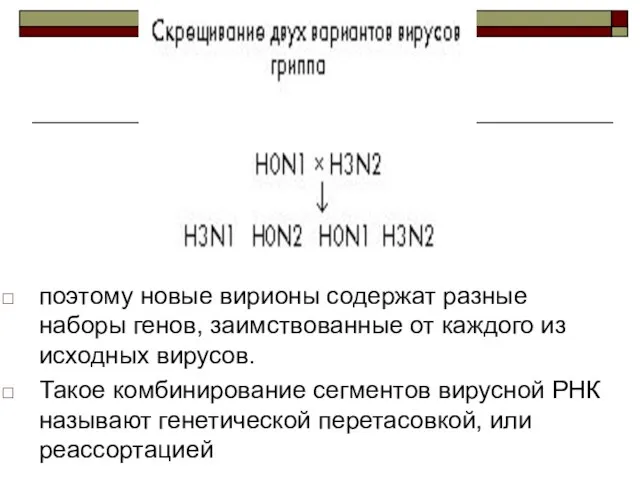 поэтому новые вирионы содержат разные наборы генов, заимствованные от каждого из